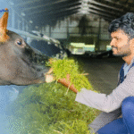 Dairy Cattle Feeding and Nutrition for Higher Milk Yield