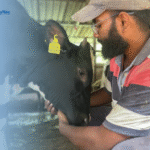 Understanding Animal Behavior and Welfare in Dairy Cattle Management
