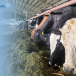Housing Systems for Efficient Dairy Cattle Management