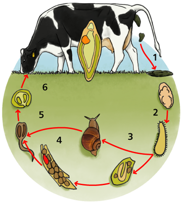 Liver Fluke Life Cycle