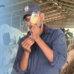 Essentials of Dairy Cattle Health and Disease Management
