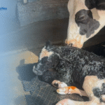 Breeding and Reproduction Management in Dairy Cattle