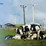 Principles and Practices of Cattle Grazing