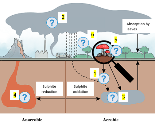 Sulfur Cycle Diagram